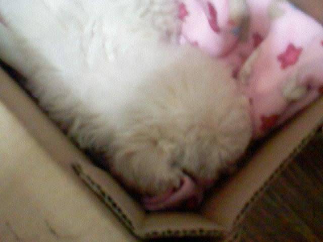 Bombom - Bichon Frisé Mâle (2 mois)