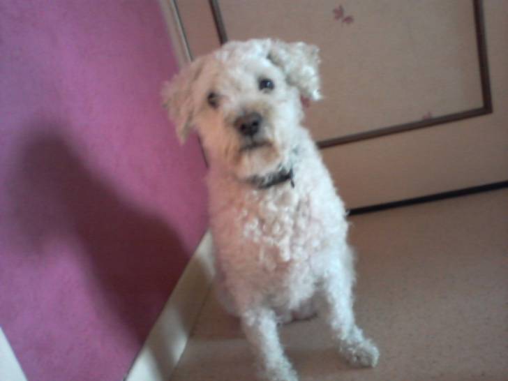 Annouchka - Bichon Frisé (7 ans)