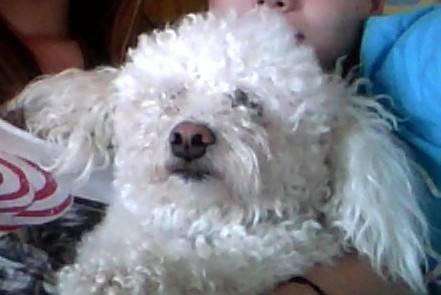 Edjy - Bichon Frisé Mâle (3 ans)