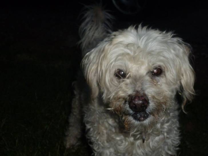 mango - Bichon Frisé Mâle (15 ans)