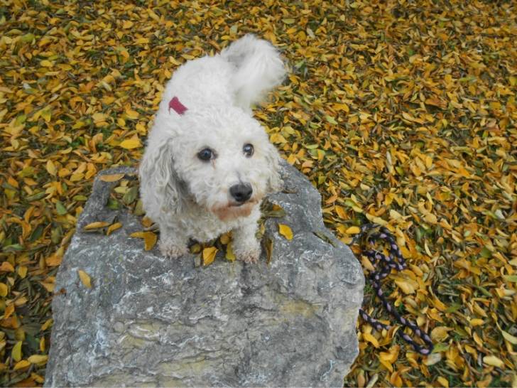 beaty - Bichon Frisé (9 ans)