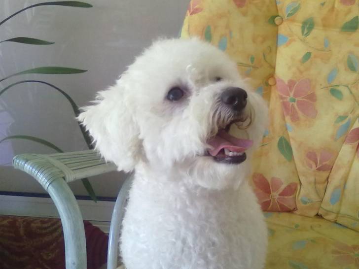 dipsy - Bichon Frisé (3 ans)