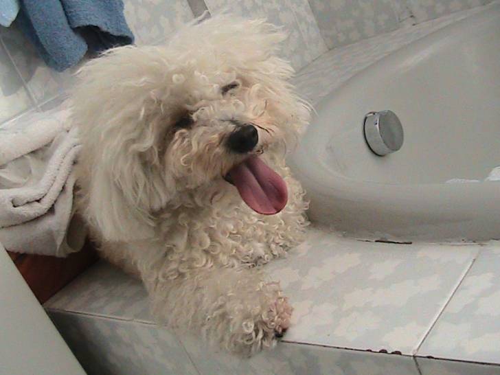 Kikka - Bichon Frisé (4 ans)