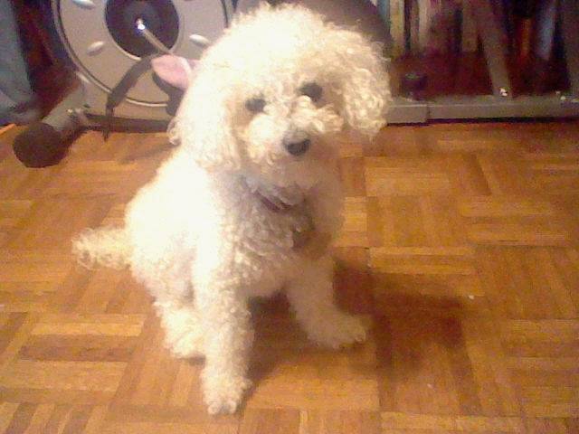 Latte' - Bichon Frisé (15 ans)
