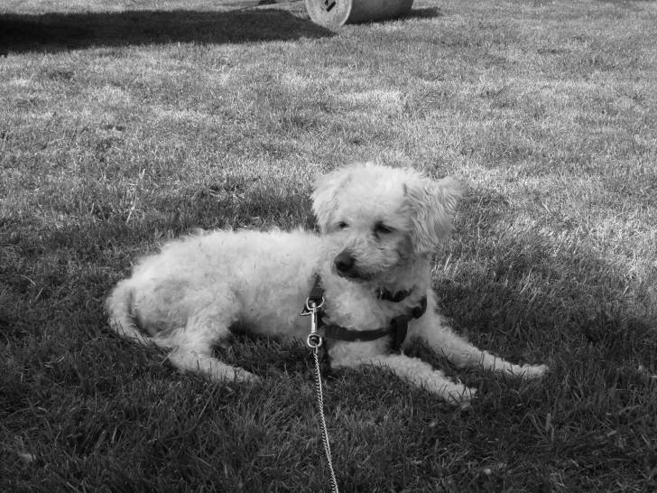 Alizee - Bichon Frisé (7 ans)