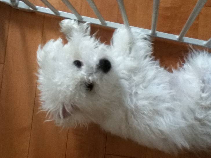 Donut - Bichon Frisé Mâle (7 mois)