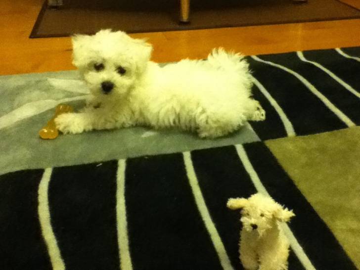 Donut - Bichon Frisé Mâle (7 mois)