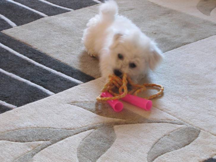 Donut - Bichon Frisé Mâle (7 mois)