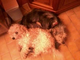 Melody et Pupuce - Bichon Frisé (1 an)