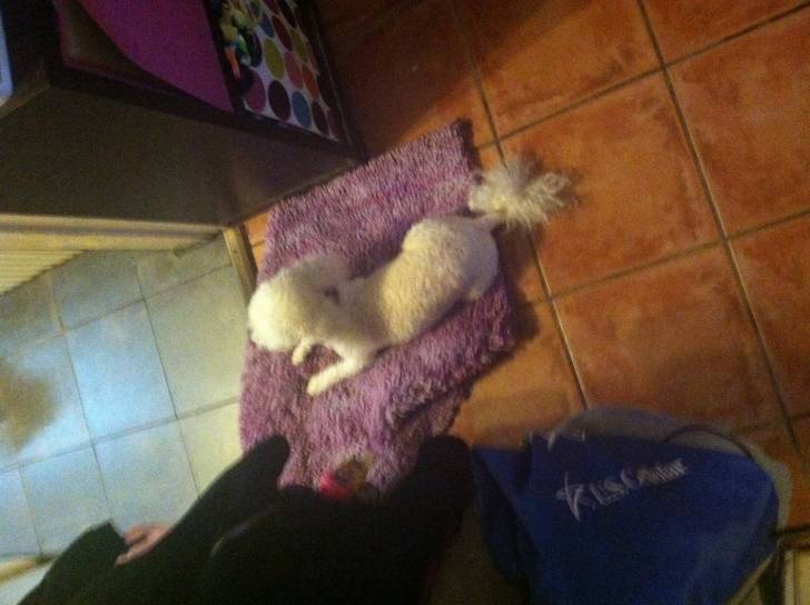 Newton - Bichon Frisé Mâle (3 ans)