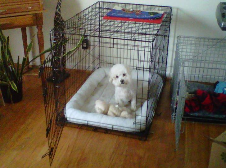 Kiko - Bichon Frisé Mâle (11 ans)