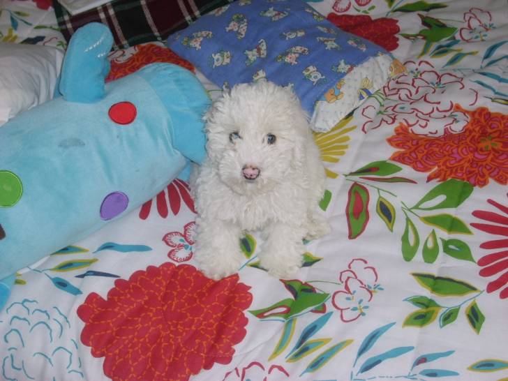 Cobu - Bichon Frisé Mâle (3 mois)