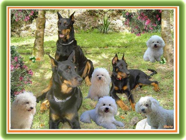 BICHON FRISE EN FAMILLE - Bichon Frisé