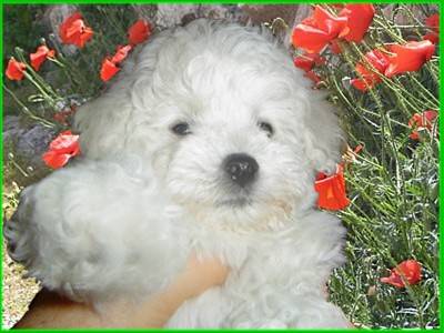 BICHON FRISES VALENTINO de l' ENCLOS DU VIEUX CHATEAU - Bichon Frisé
