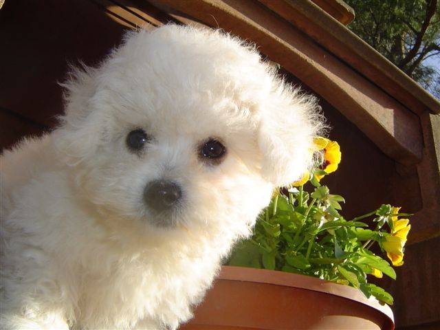 BICHON FRISE - Bichon Frisé