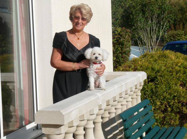 bichon frisé.cartouche & frimousse - Bichon Frisé