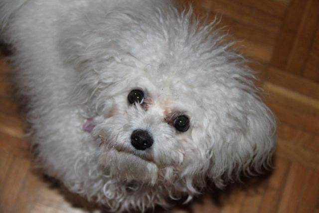 Gilia bichon frisé - Bichon Frisé