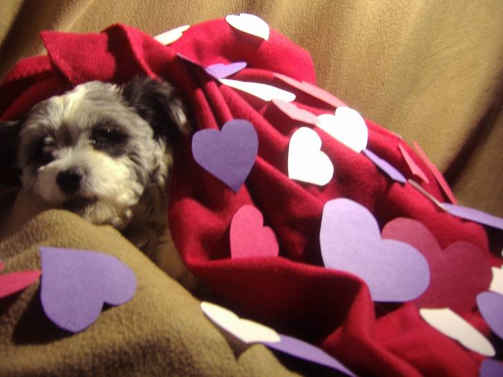 Misty qui attends son amoureux! - Bichon Frisé (5 ans)
