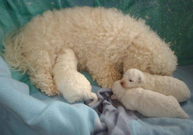 Bébé de Beauty et Théo - Bichon Frisé