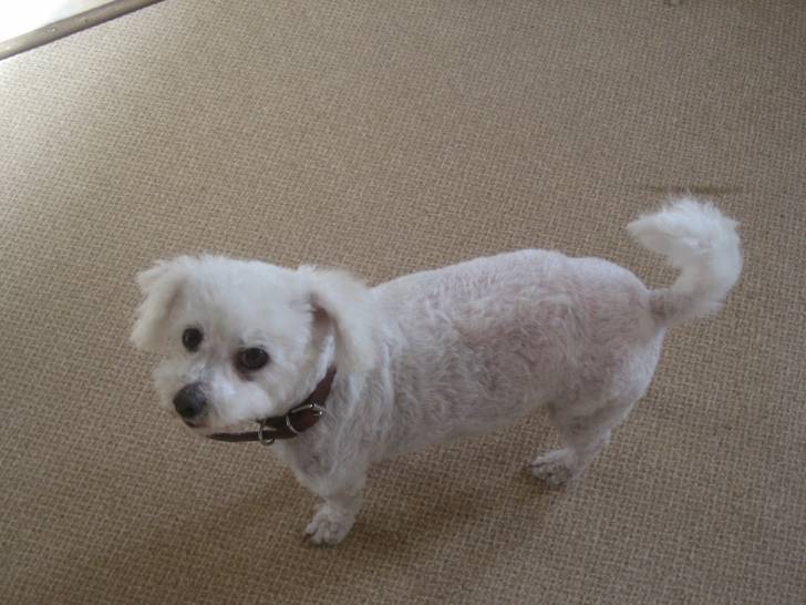 Soupic (bichon frisé) - Bichon Frisé Mâle (11 ans)