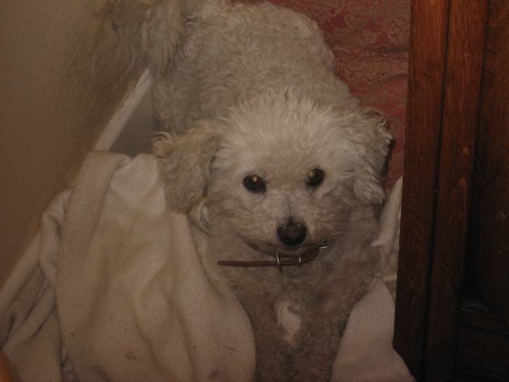 Soupic - Bichon Frisé (11 ans)