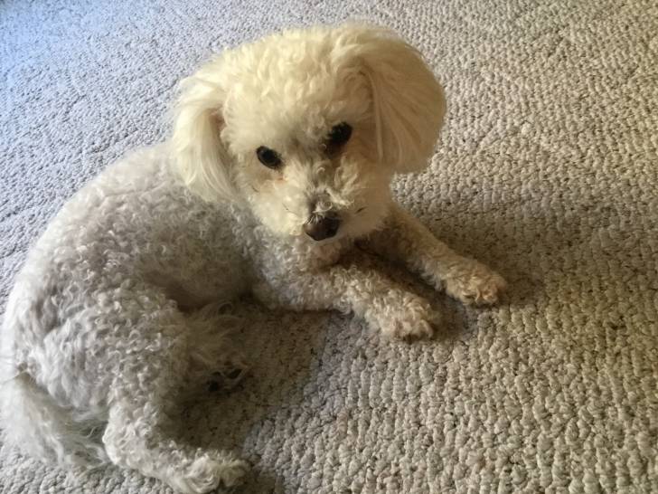 Maggie - Bichon Frisé (11 ans)
