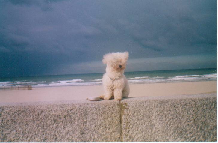 Noucky à la mer - Bichon Frisé