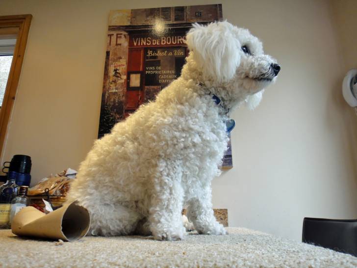 Photo Bichon Frisé