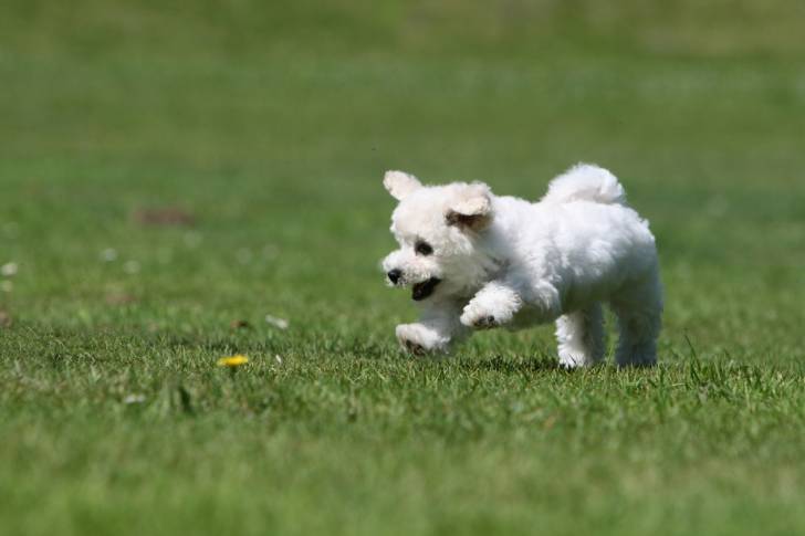 Photo Bichon Frisé