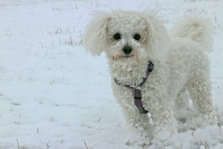 Photo Bichon Frisé
