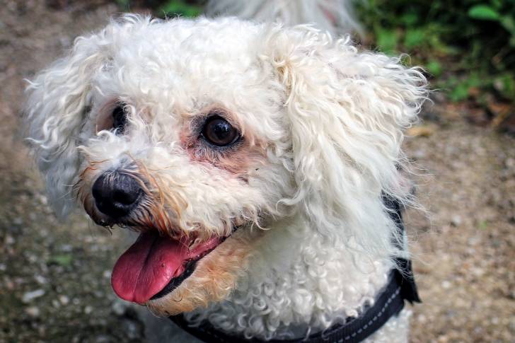 Photo Bichon Frisé
