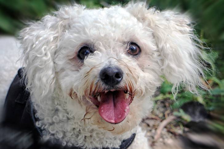Photo Bichon Frisé