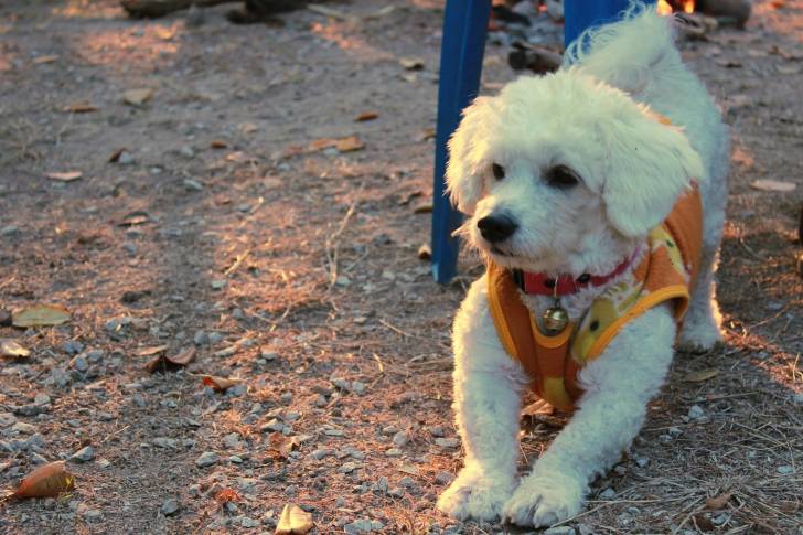 Photo Bichon Frisé