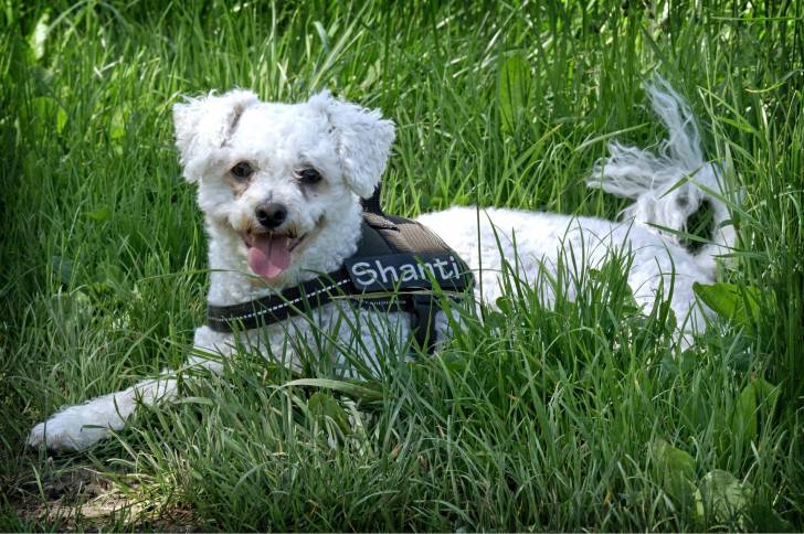 Photo Bichon Frisé