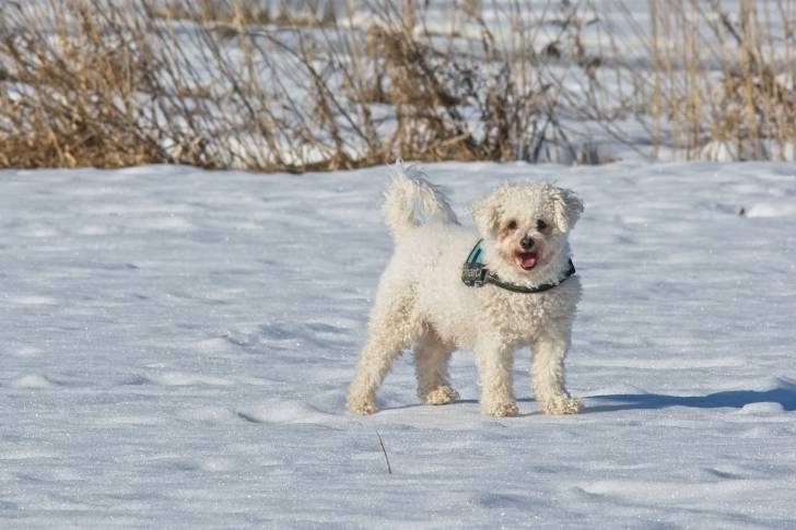 Photo Bichon Frisé