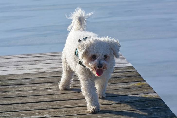 Photo Bichon Frisé