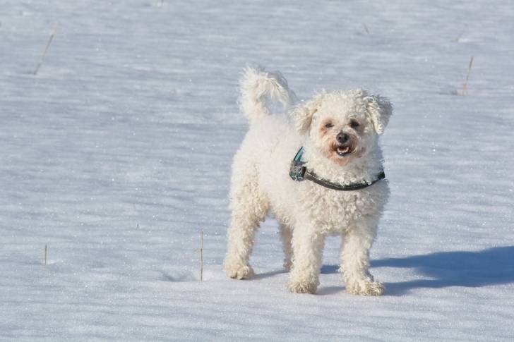 Photo Bichon Frisé