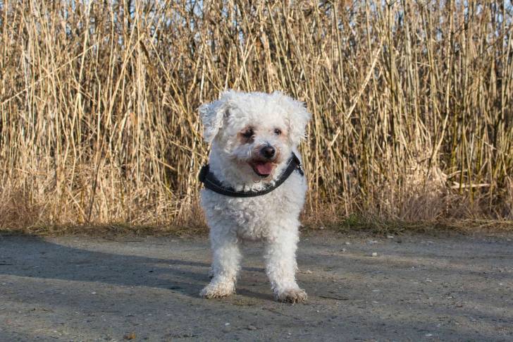 Photo Bichon Frisé