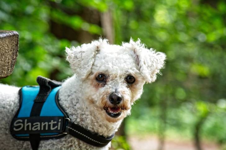 Photo Bichon Frisé