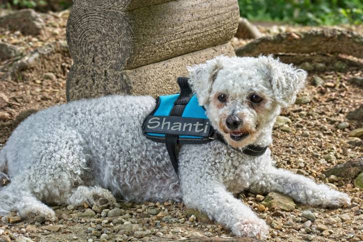 Photo Bichon Frisé