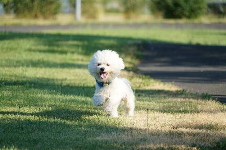 Photo Bichon Frisé