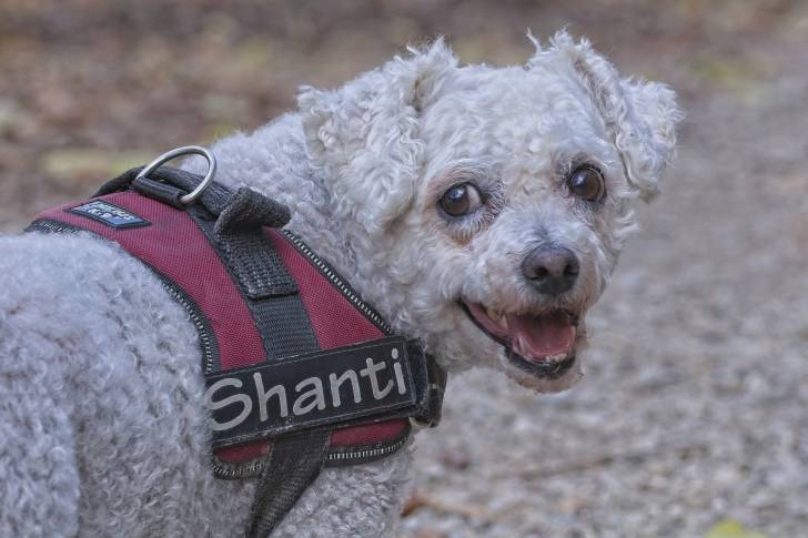 Photo Bichon Frisé