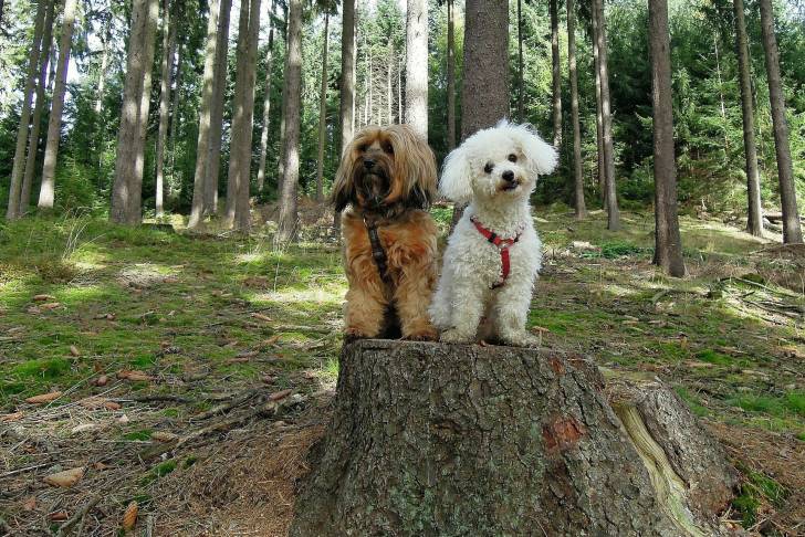 Photo Bichon Frisé