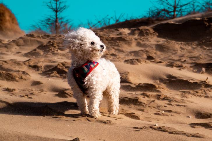Photo Bichon Frisé