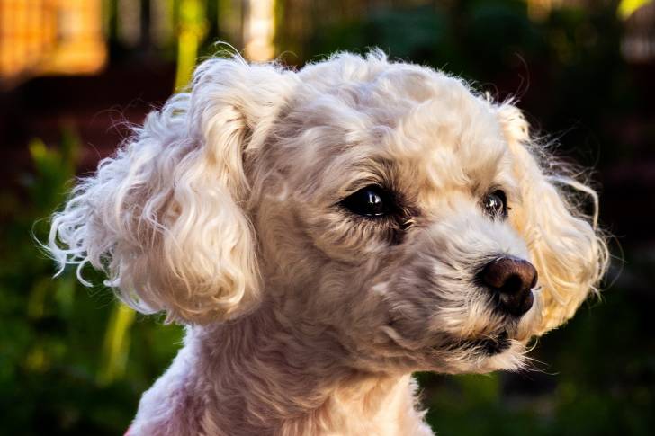 Photo Bichon Frisé