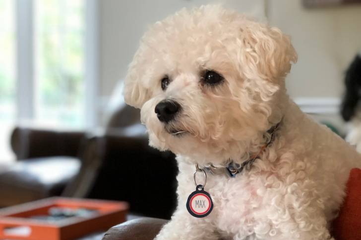 Photo Bichon Frisé