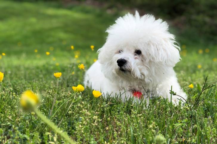 Photo Bichon Frisé