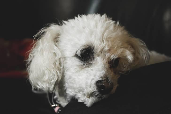 Photo Bichon Frisé