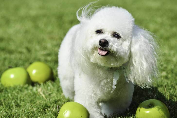 Un Bichon Frisé dans un jardin avec des pommes vertes