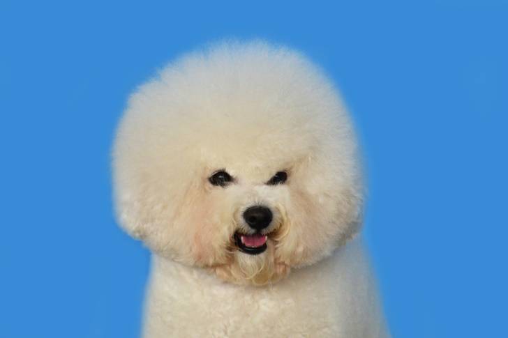 Photo Bichon Frisé
